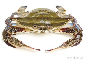 螃蟹和虾 被蒸熟时会感到痛苦吗？