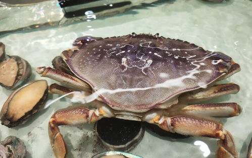 淡水蟹与海水蟹 哪个更美味？大家偏爱哪一种？