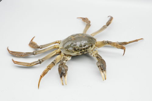 爱吃饲料的河蟹登上国家水产新品种名录